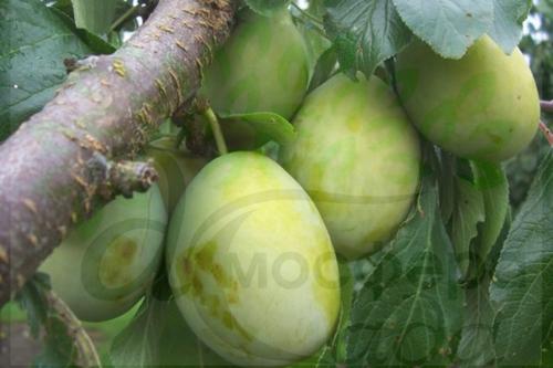 Слива Белле Де Туин 