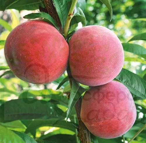 Персик Флеминг Фьюри PF-24 - С (Cold Hardy) - жёлтомясый 