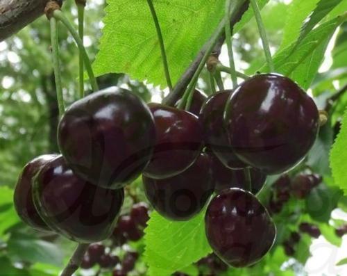 Черешня Карина 