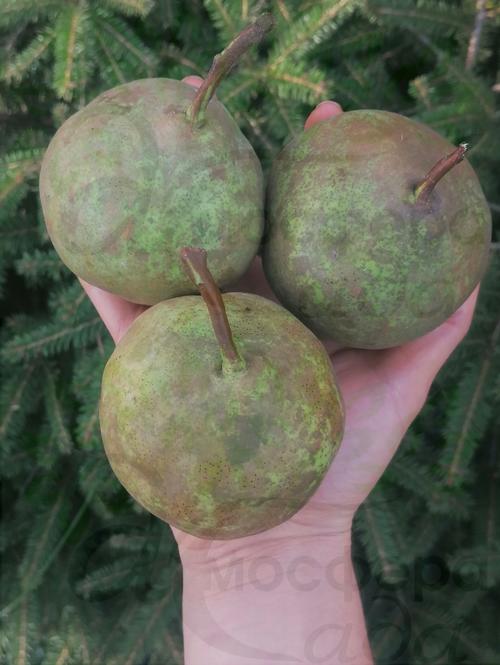 Колоновидная груша ГФ-2 