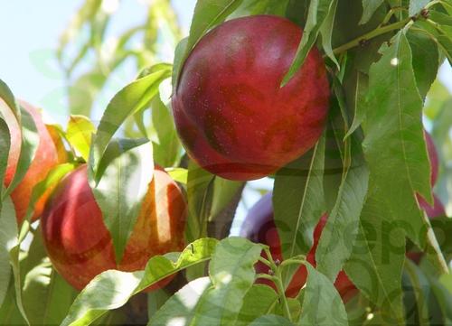 Нектарин Morsiani - жёлтомясый