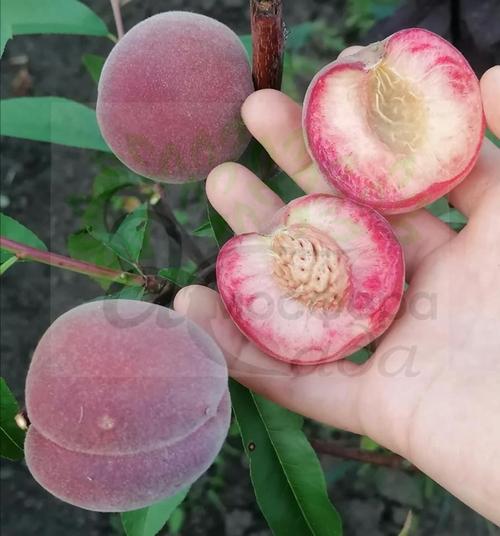 Персик Ред Робин красномясый 