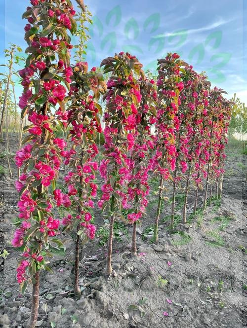 Яблоня колоновидная Аполло 