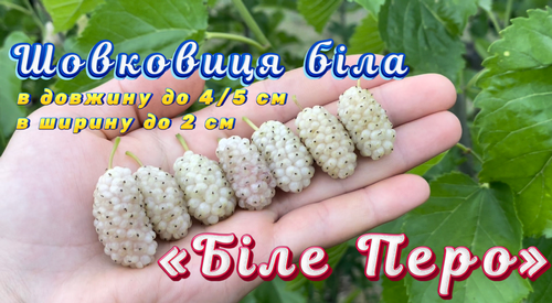 Шелковица Белое Перо (белая) - 4/5 см