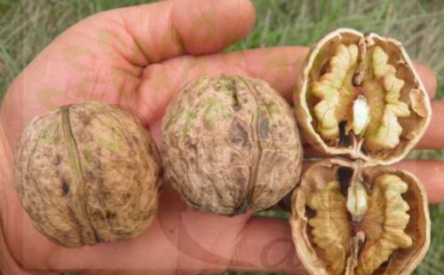 Орех Прикарпатский 