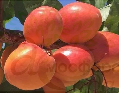 Абрикоса Колорадо 