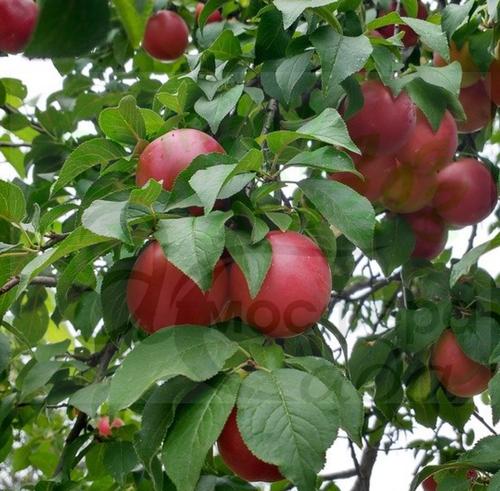 Гибрид Бирикокколо Нострано (абрикос+слива) 