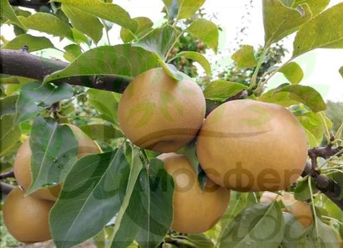 Груша азиатская Атаго 