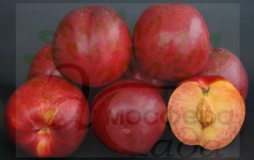 Нектарин Rebus-028 - жёлтомясый