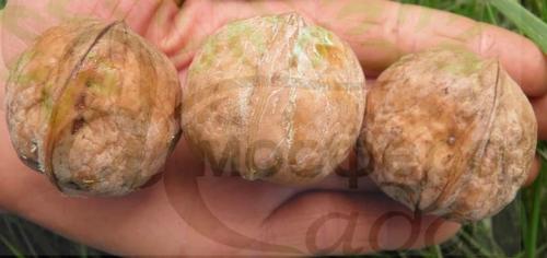 Орех Яровской 