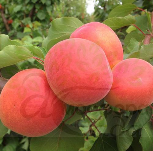 Абрикоса Мемфис 