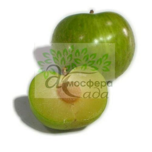 Плуот Флэйвор Квин (75% слива+25% абрикос) 