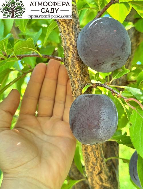 Диплоидная алыча (слива) Эрли Квин 