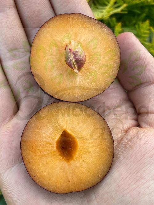 Гибрид Нектаприум (Нектариновая слива) 