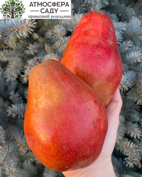 Груша Алессия 