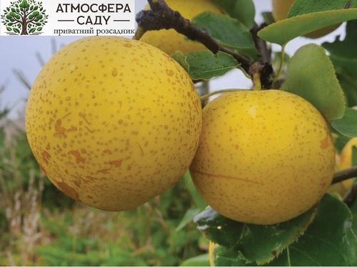 Груша азиатская Дриппин Хани 