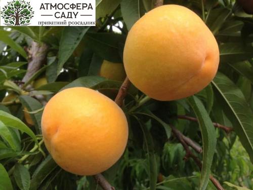 Перкоче Кинка 