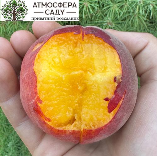 Персик Кондор 