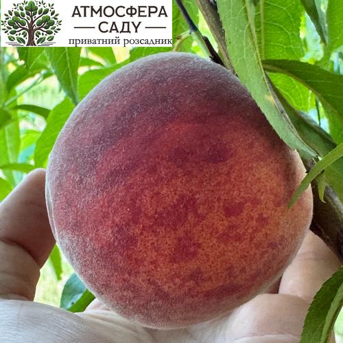 Персик Темира - жёлтомясый 