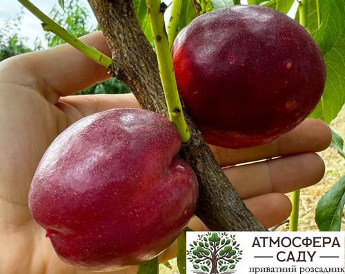 Нектарин Роуз Даймонд - жёлтомясый