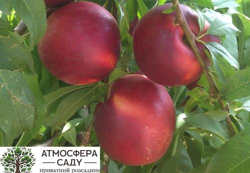 Нектарин Гарофа 