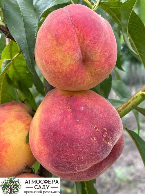 Персик Эрики - жёлтомясый 
