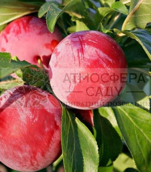 Диплоидная алыча(слива) Аутомн Гигант 