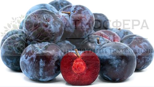 Диплоидная слива Блэк Сплэндор 