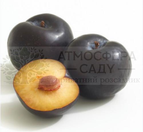 Диплоидная слива Фриар 