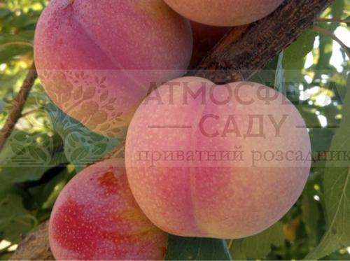 Диплоидная алыча Пинк Сатурн 5 