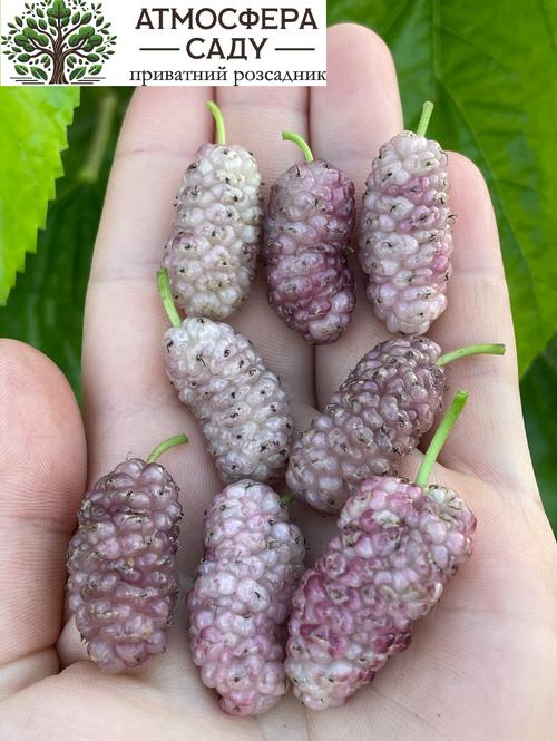 Шелковица розовая Виктория - до 4 см