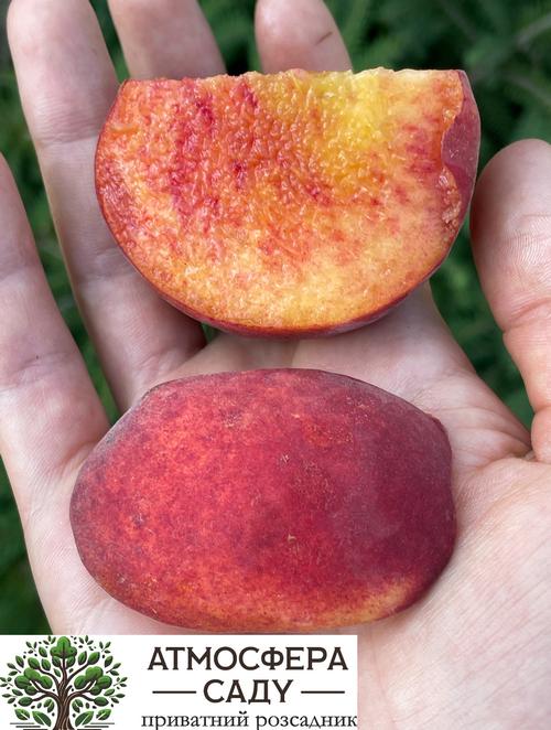 Персик Харнас - жёлтомясый 