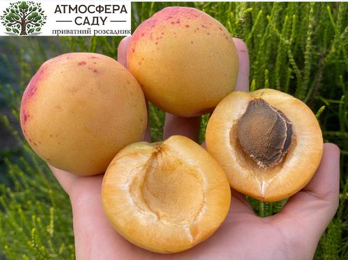 Абрикоса Мургаб (Ананасный) 