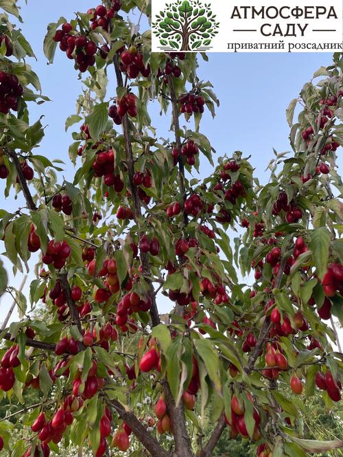 Кизил Владимирский 