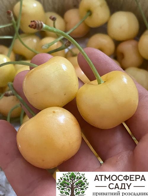 Черешня Дачница 