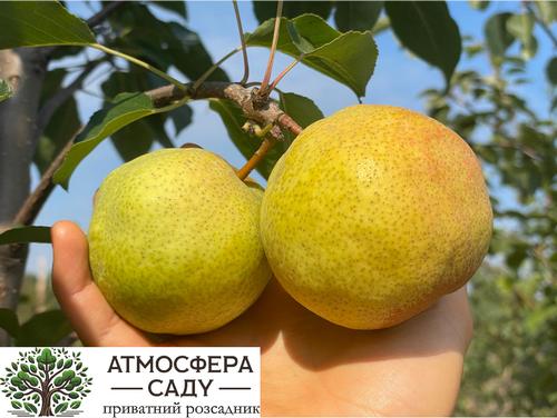 Груша азиатская Turnbull 