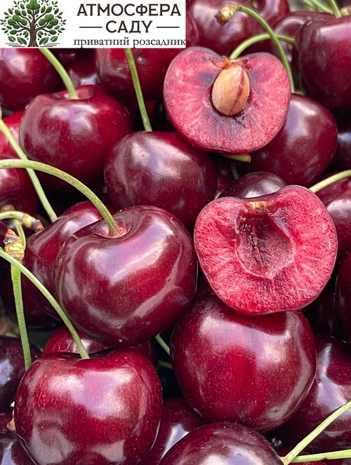 Черешня Эрлизе 