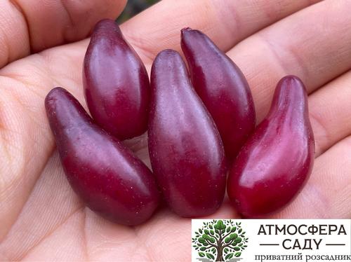 Кизил Элегантный 