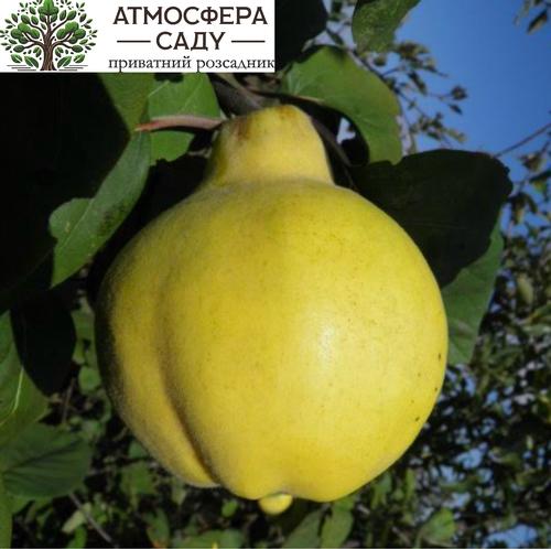 Айва Крымская ароматная 