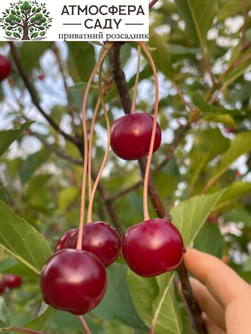 Вишня Жадана 