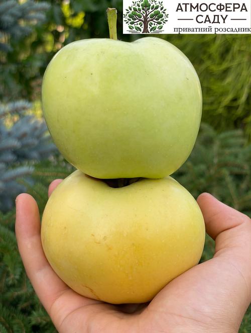 Яблоня колоновидная А-391 