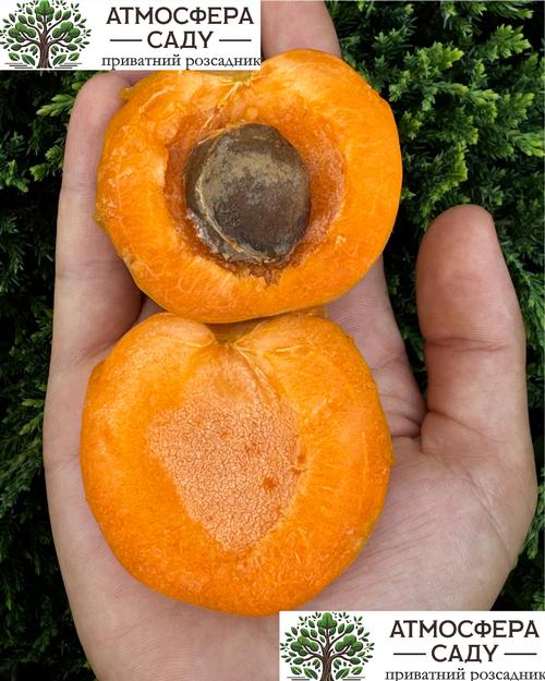 Абрикоса Нельсон 