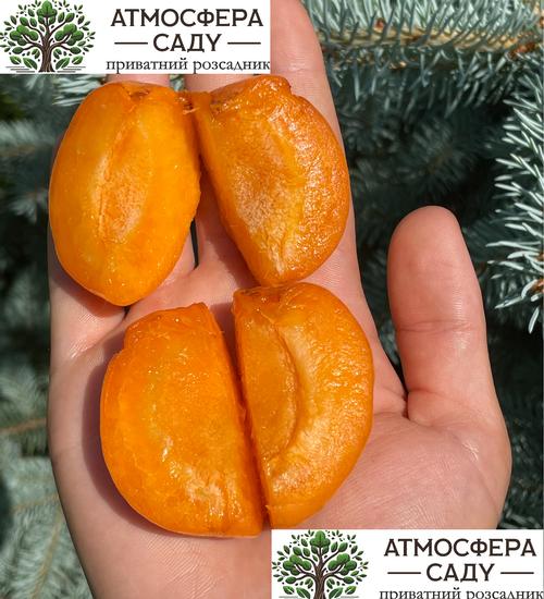 Абрикоса Могадор 