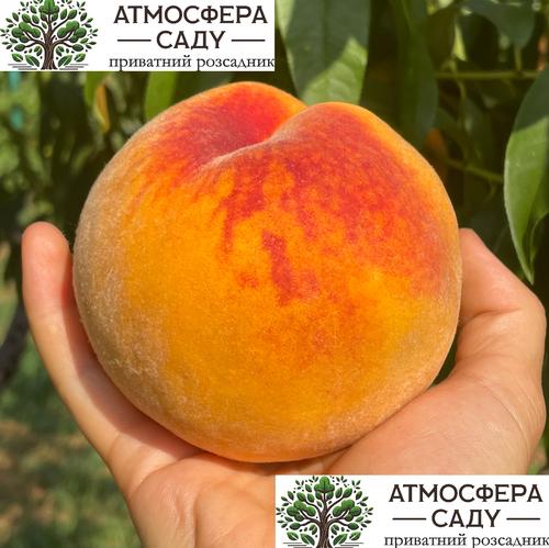 Перкоче Нерине — очень плотная, оранжевая мякоть 