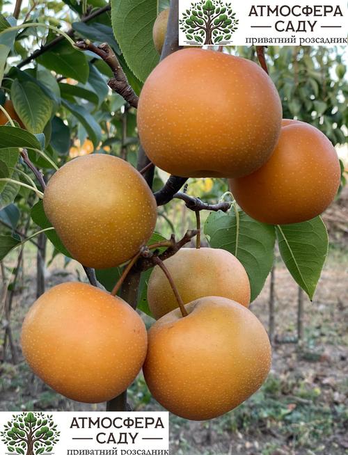 Груша азиатская Чоюро 