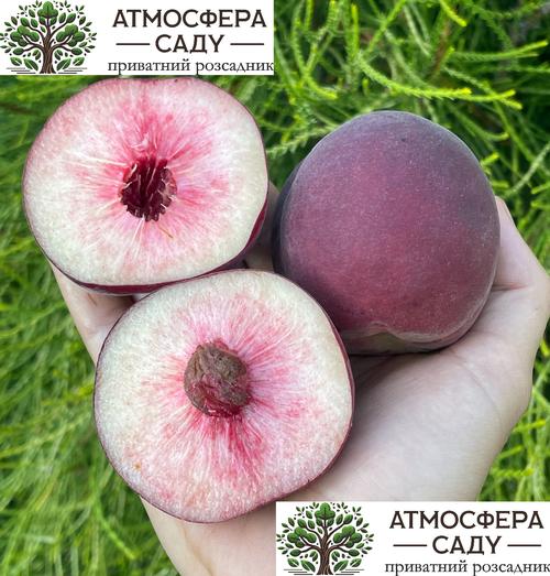 Персик Фиделия — беломясый 