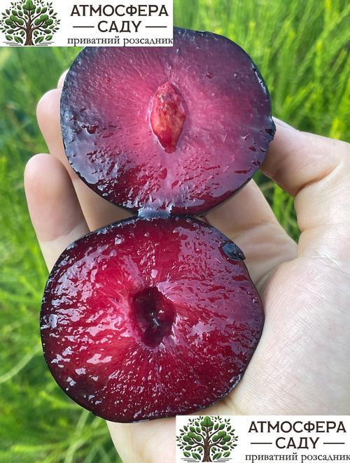 Диплоидная алыча Бербанк Гигант 