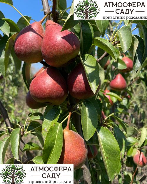 Груша Диколор сіянець 