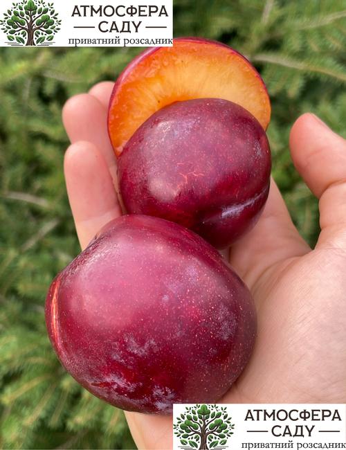 Гибрид Нектакотум (Шарафуга - абрикос+слива+нектарин) 