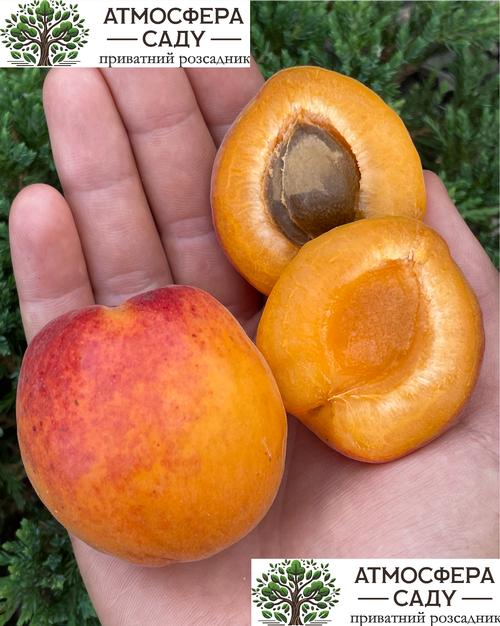 Абрикоса Кулгат 